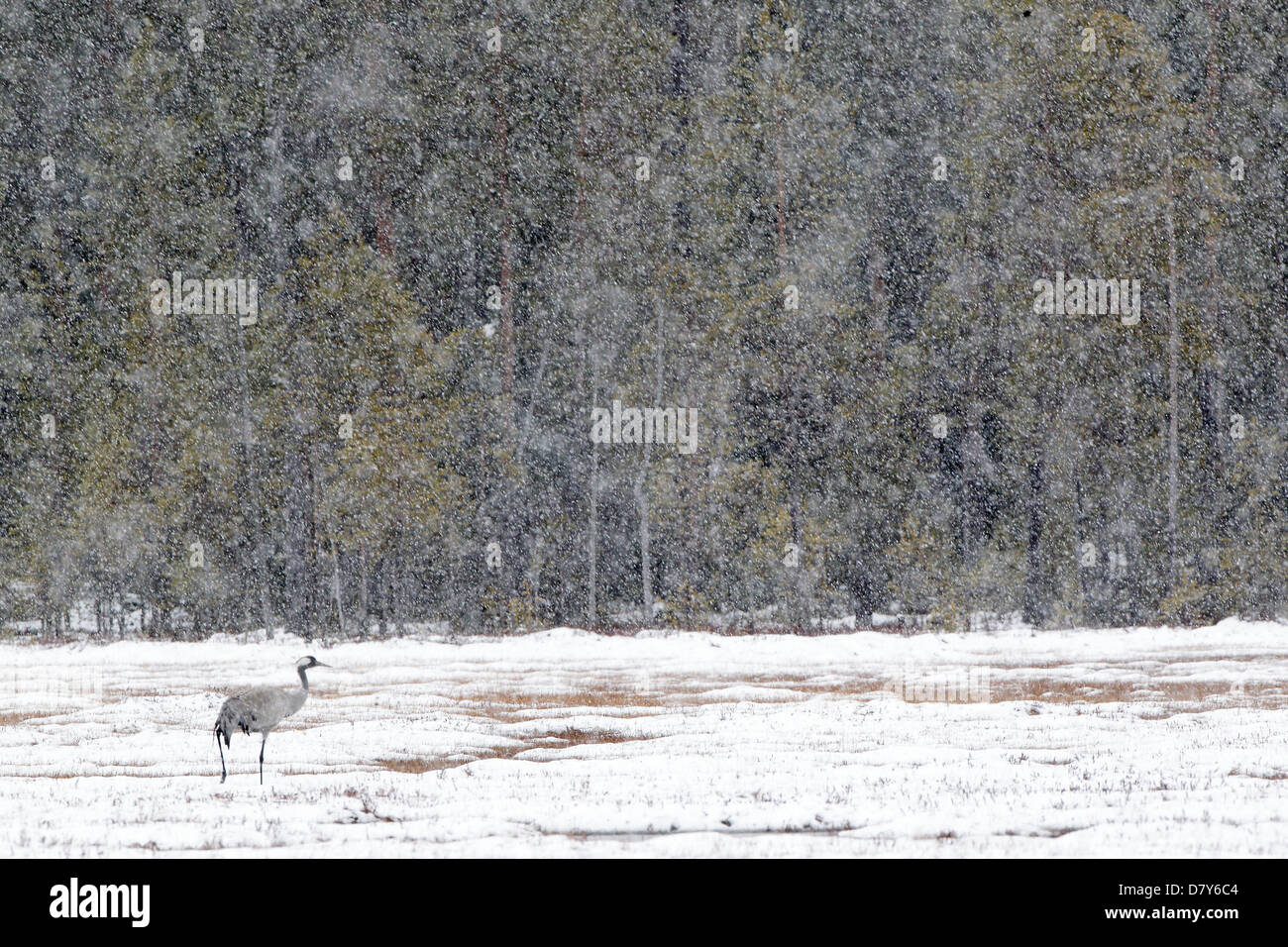 Common Crane on a swamp in Finland in a heavy snow storm Stock Photo