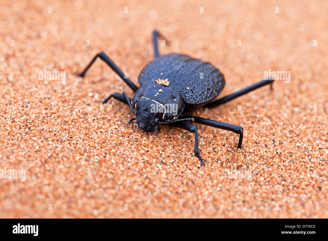 Namib desert beetle Stock Photo