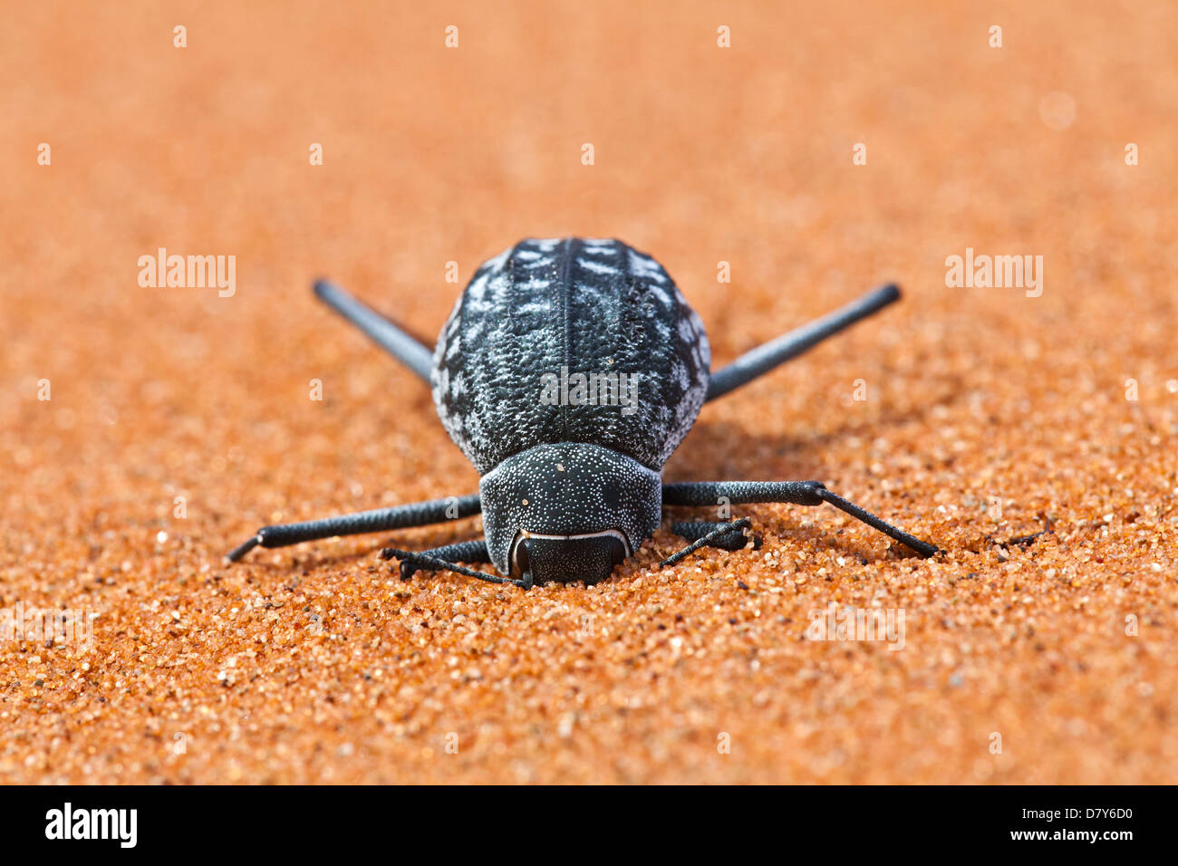 Namib desert beetle Stock Photo