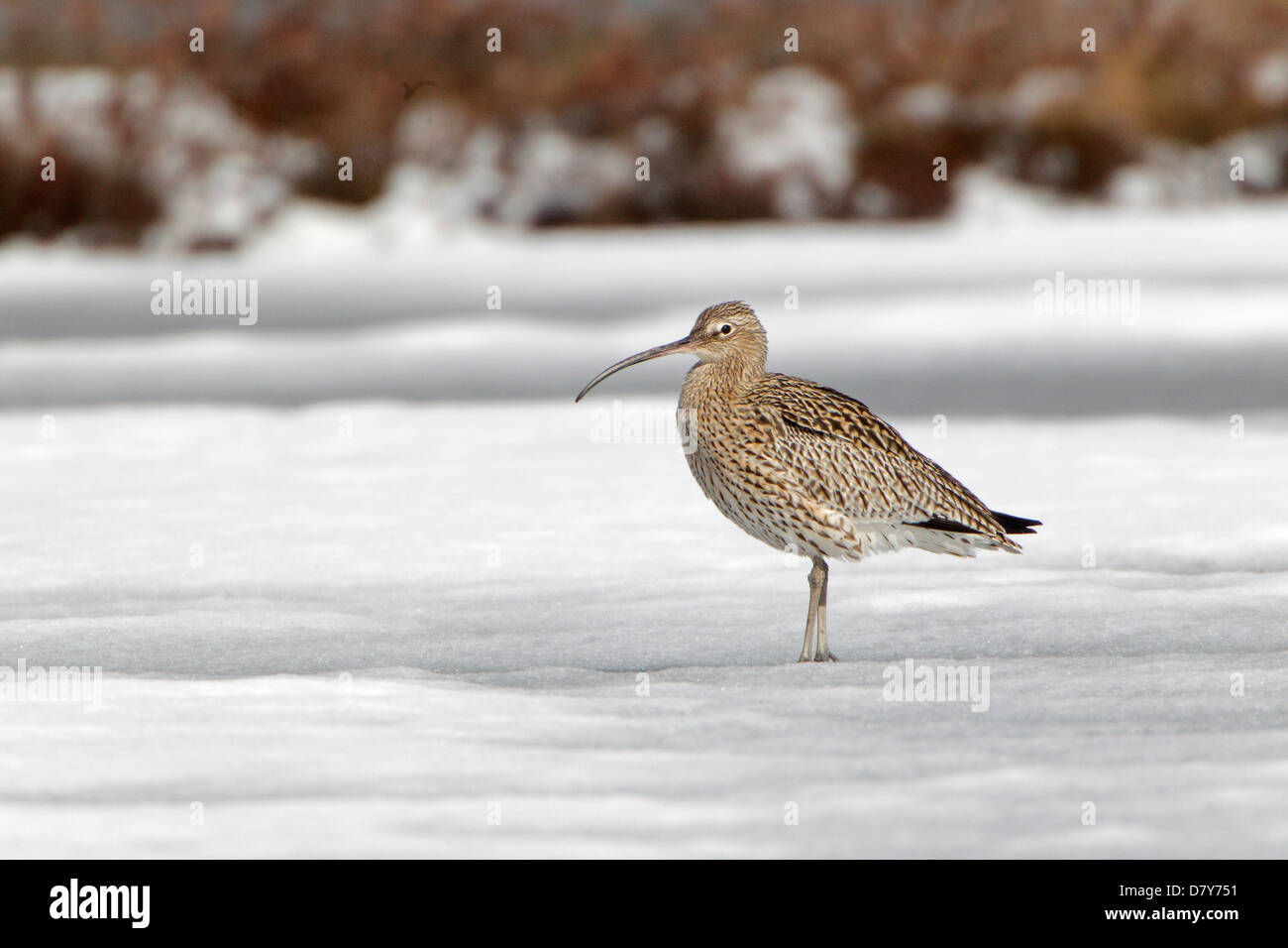 Whimbrel on a frozen lake in Finland Stock Photo