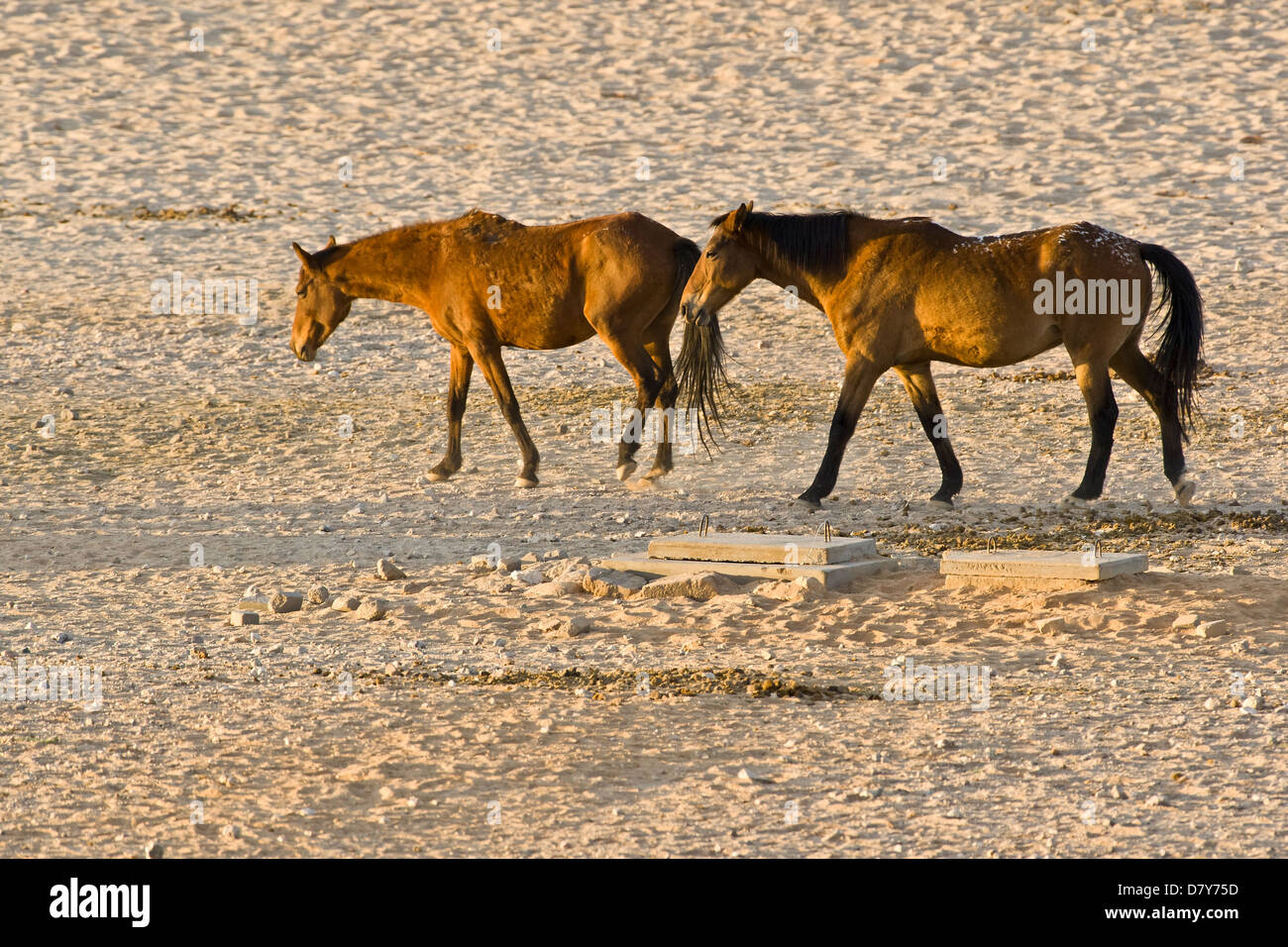 Wild_horses hi-res stock photography and images - Alamy