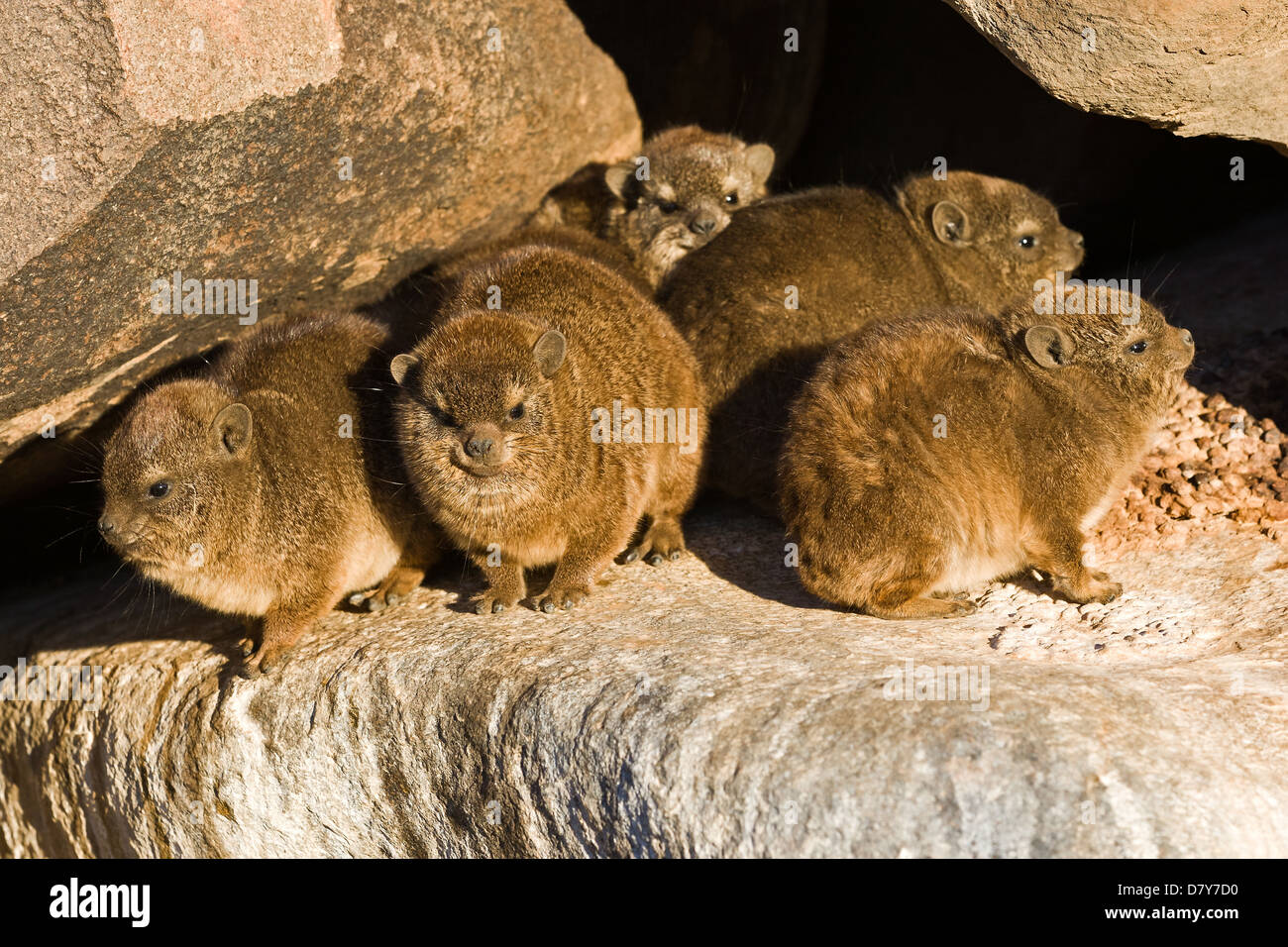 Dassies hi-res stock photography and images - Alamy