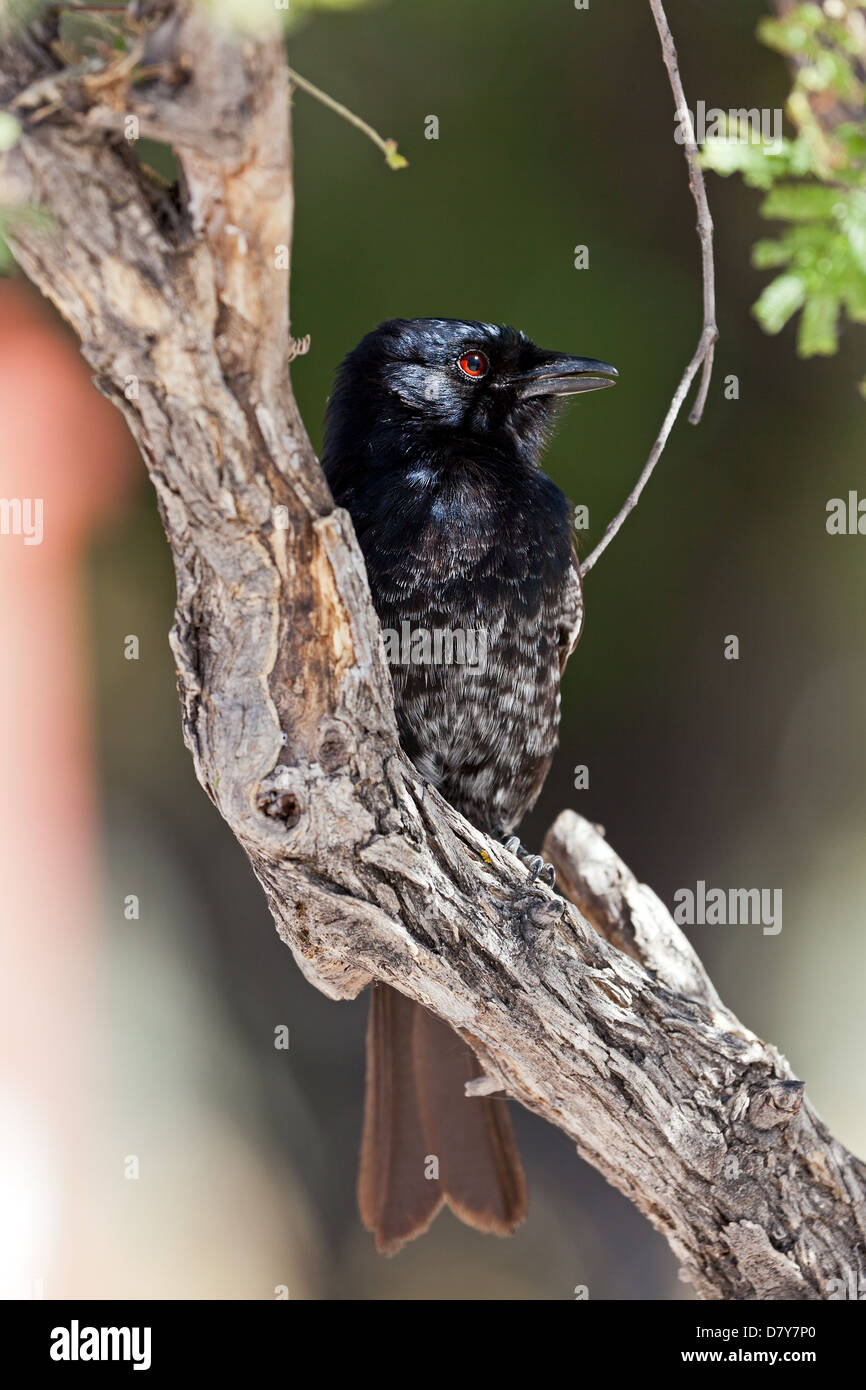 Fork tailed drongos hi-res stock photography and images - Alamy