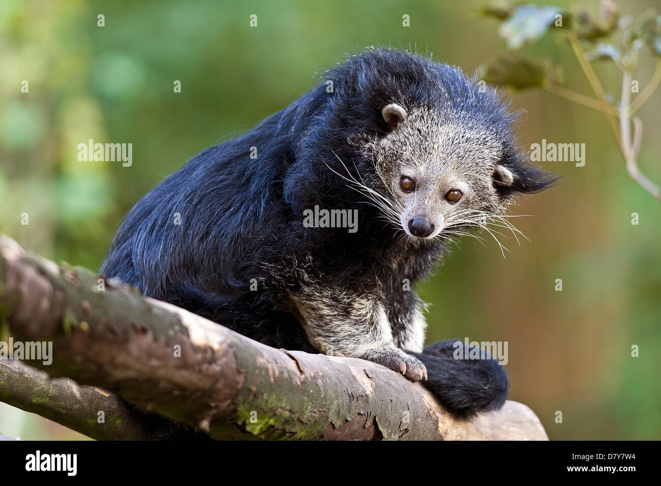 Binturong asian bearcat palawan bearcat hi res stock photography and