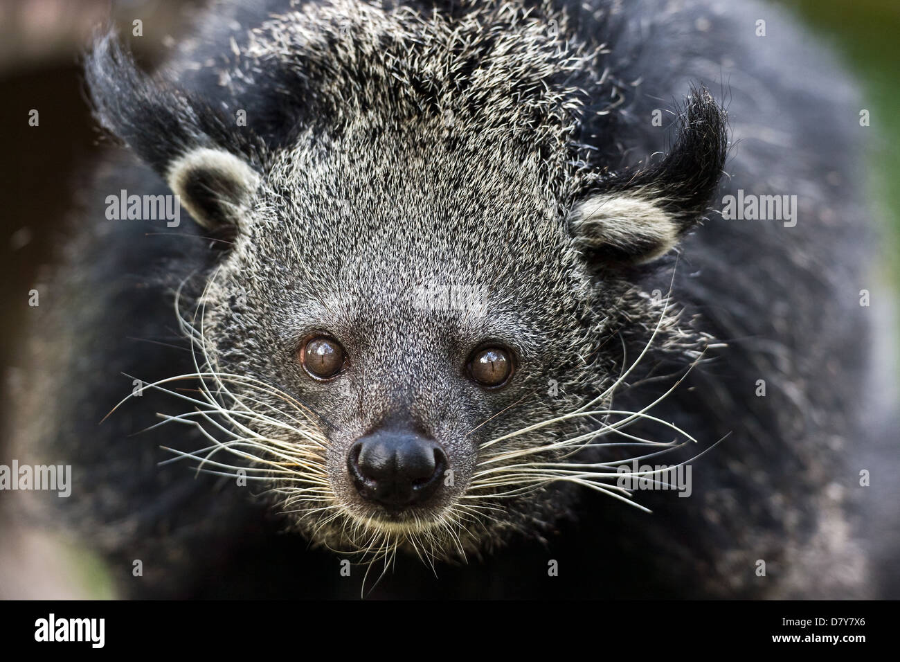Palawan bearcats hi res stock photography and images Alamy