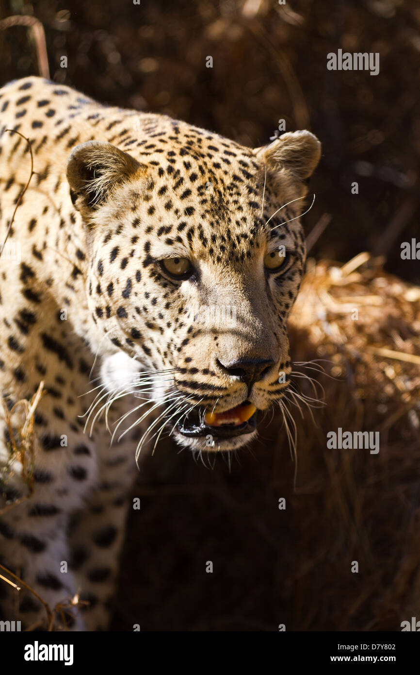Vertical portrait adult leopard hi-res stock photography and images - Alamy