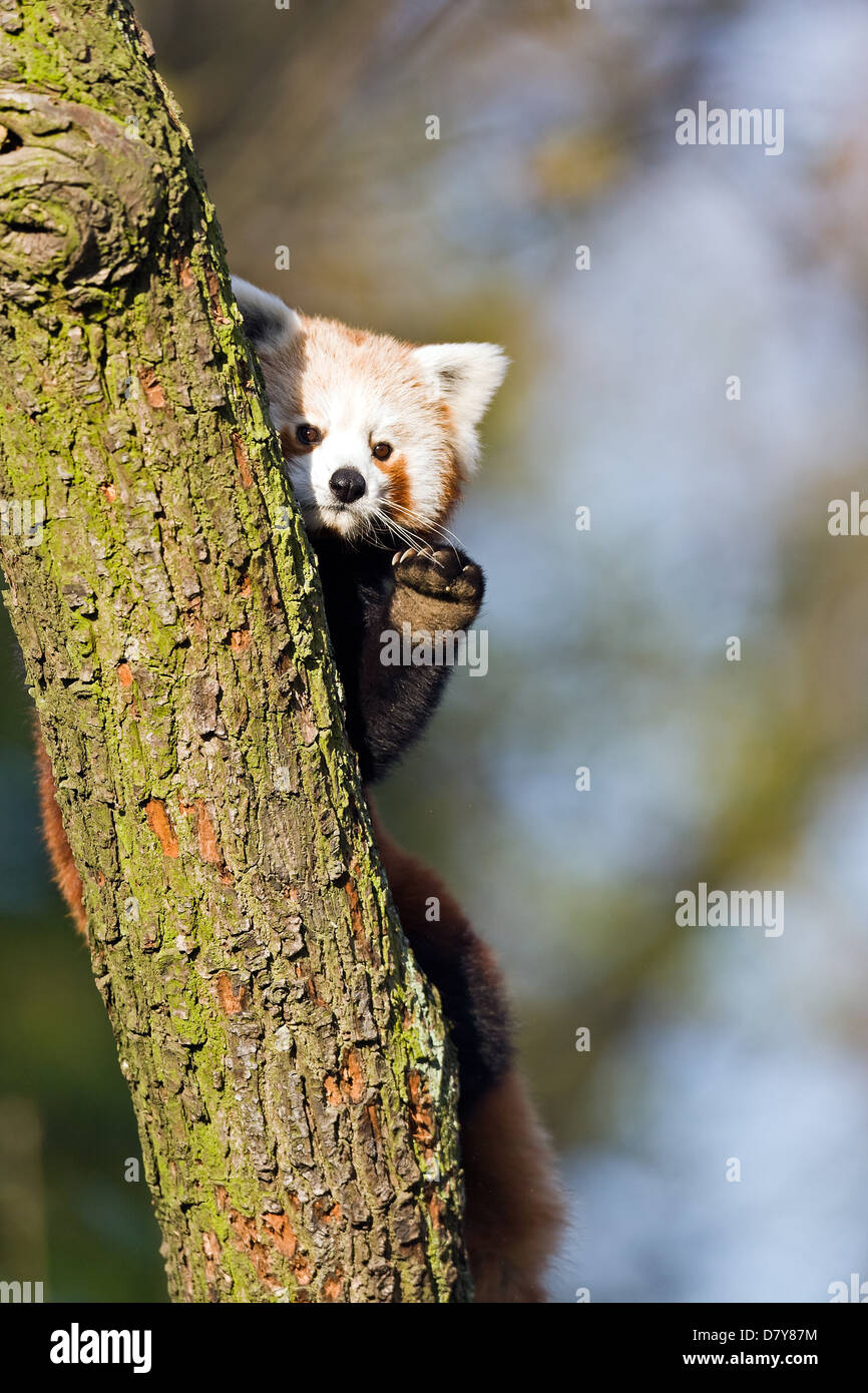Panda waving hi-res stock photography and images - Alamy