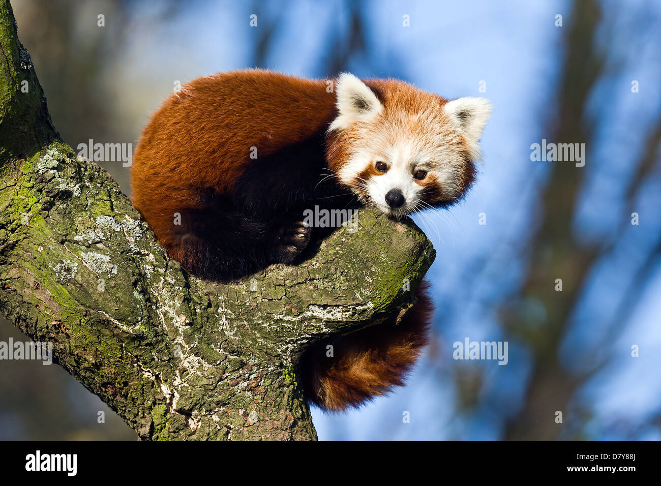 lesser panda Stock Photo