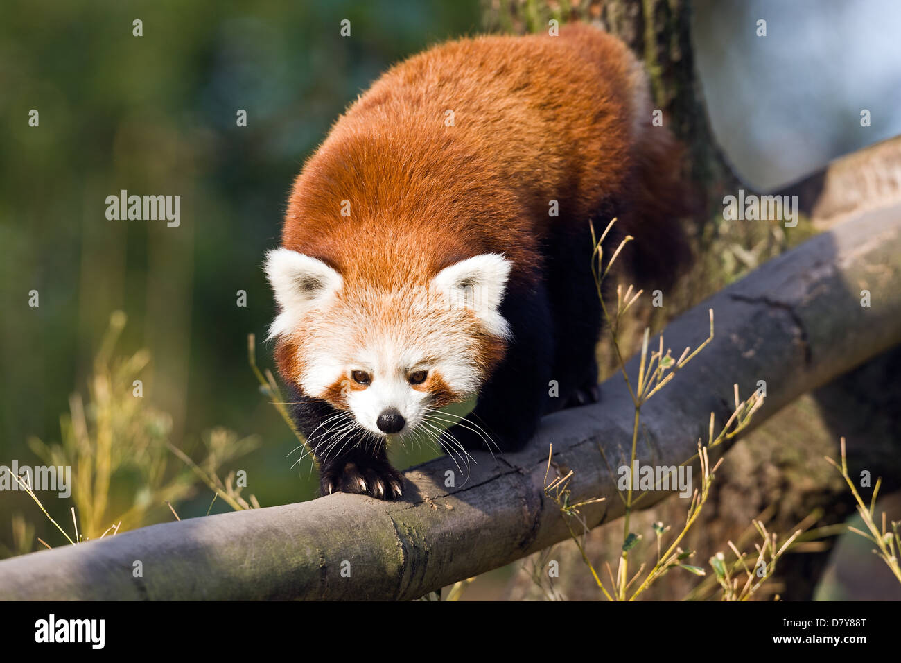 Panda go hi-res stock photography and images - Alamy