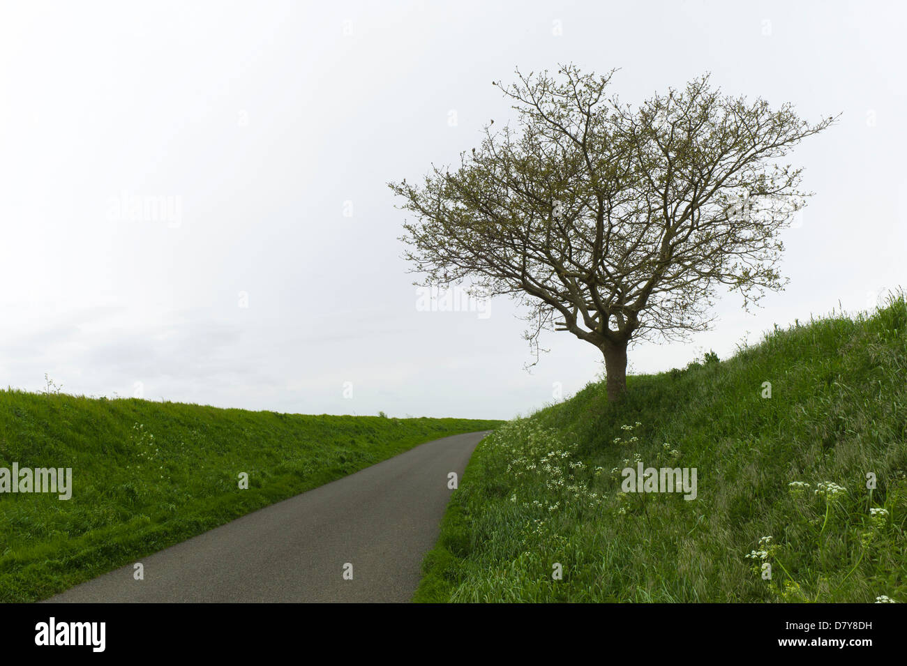 Country road through grassy banks and tree, Normandy, France Stock Photo