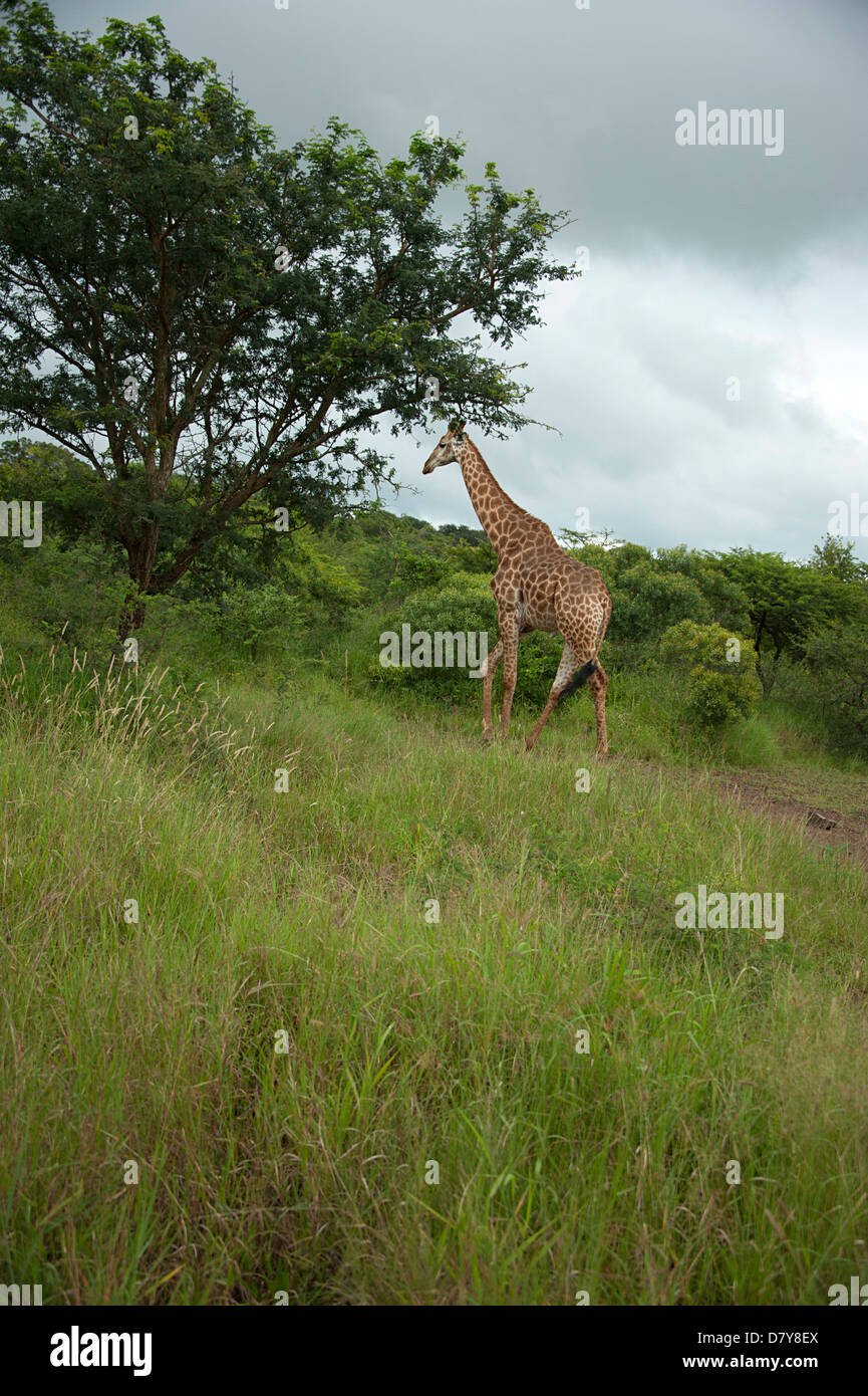 Giraffe in the bush. Thanda Game Reserve, South Africa. Stock Photo