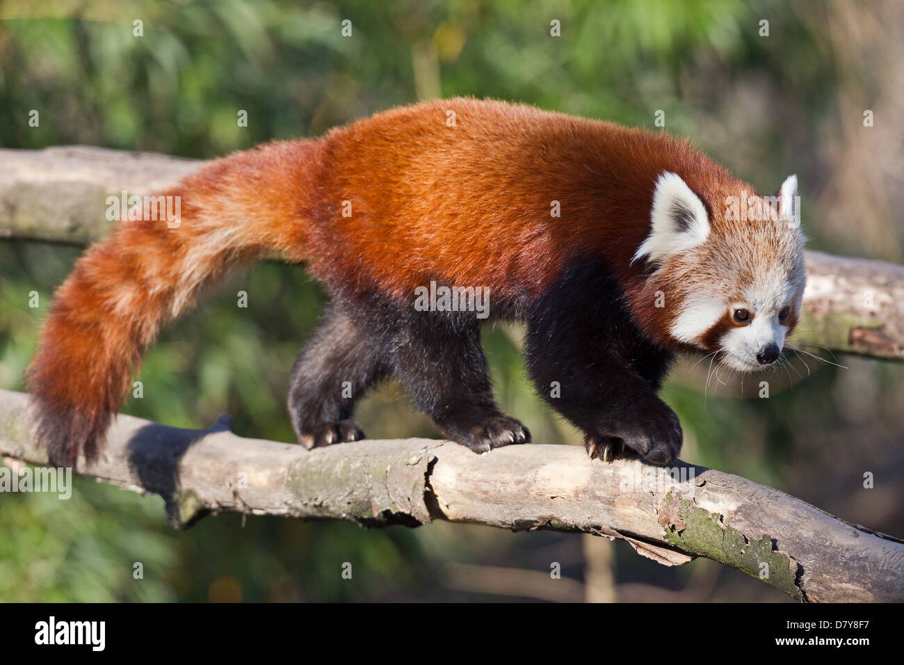 lesser panda Stock Photo