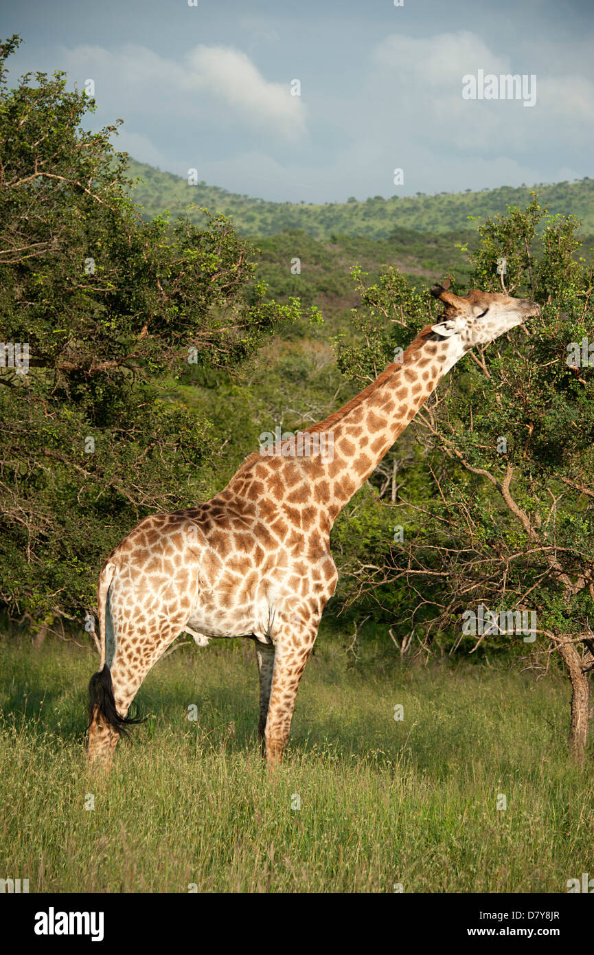 Giraffe in the bush. Thanda Game Reserve, South Africa. Stock Photo