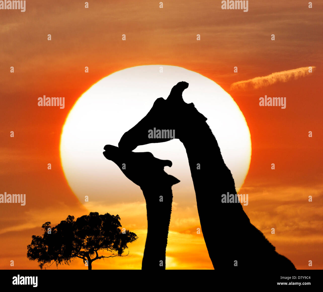 Silhouettes Of Giraffes Against A Sunset Stock Photo - Alamy
