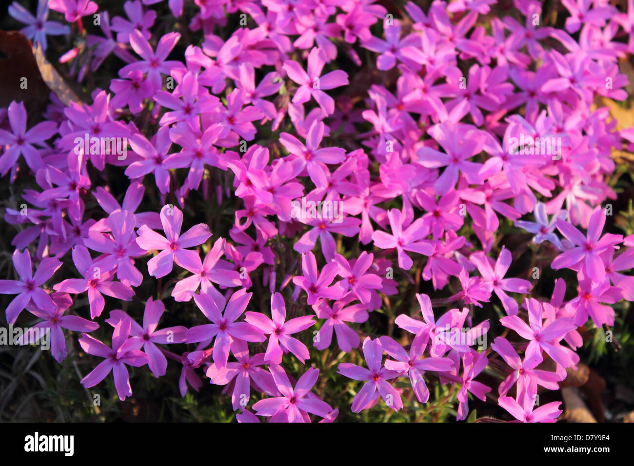Thrift, a flowering groundcover, glows in morning sun Stock Photo