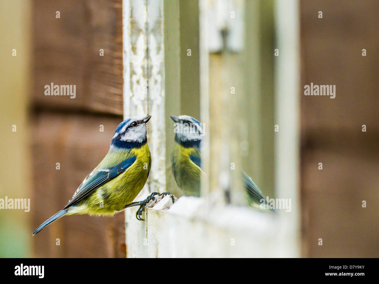 Blue Tit Reflection, Blue Tit challenging own reflection Stock Photo