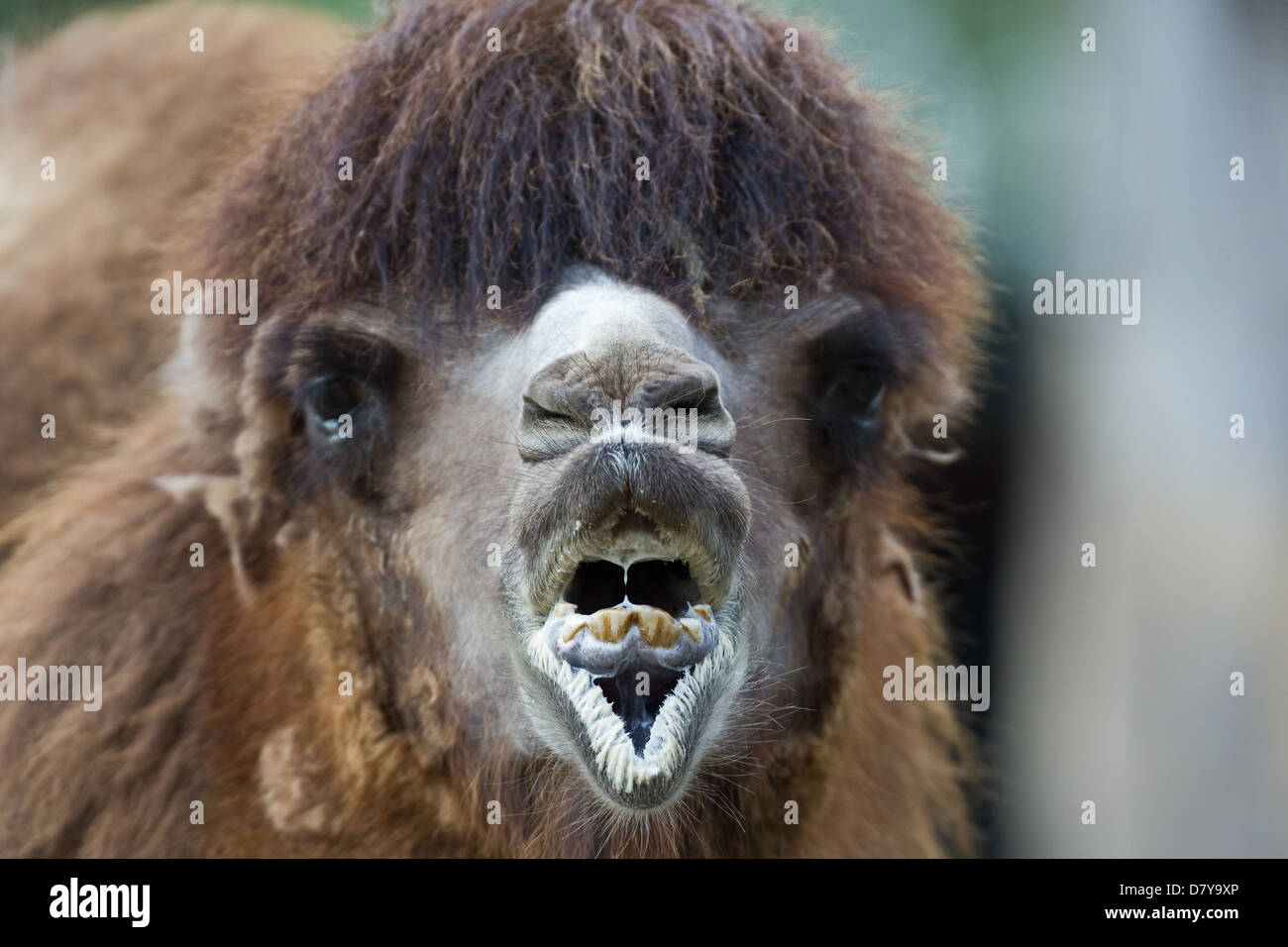 Camel behaviour hi-res stock photography and images - Alamy