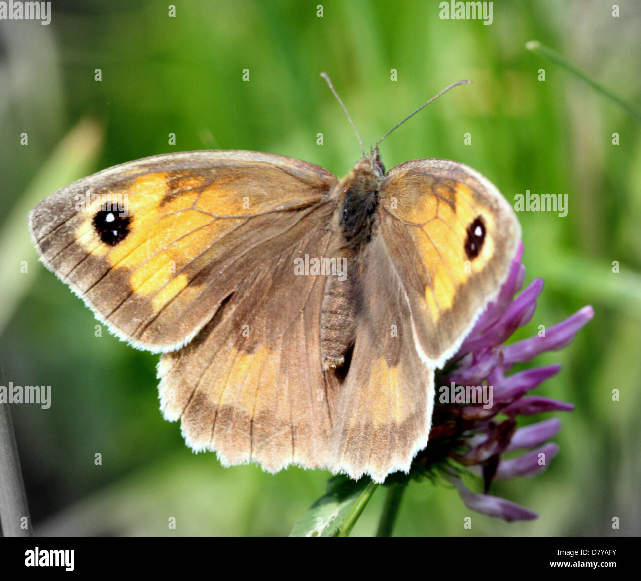 Close up of a female Meadow Brown (Maniola jurtina) butterfly posing with open wings on a red clover flower Stock Photo