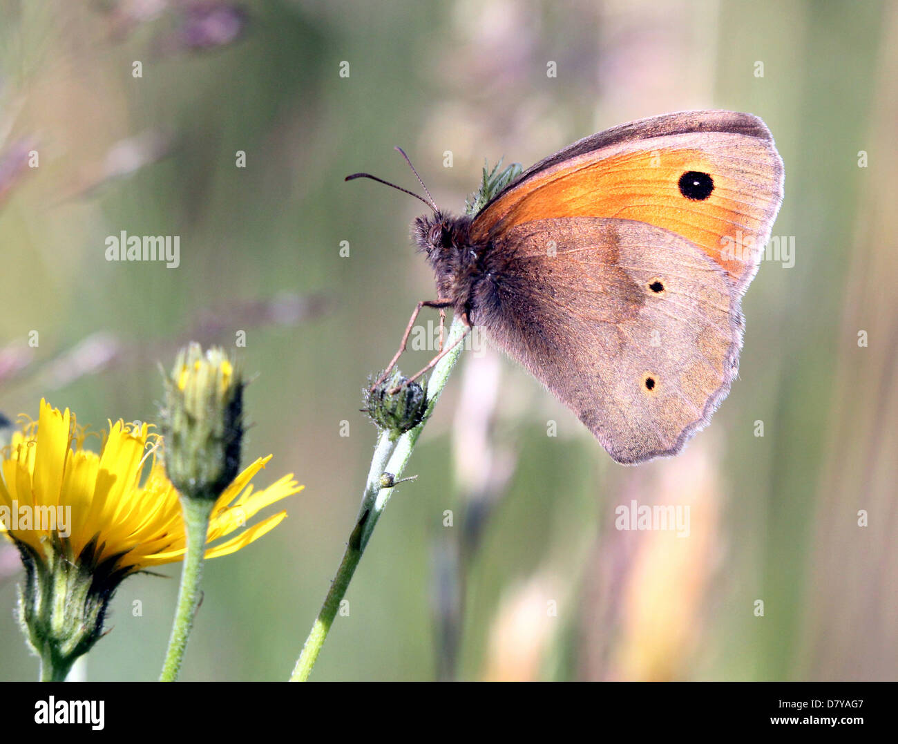 Close up of a Meadow Brown (Maniola jurtina) butterfly posing on a flower Stock Photo