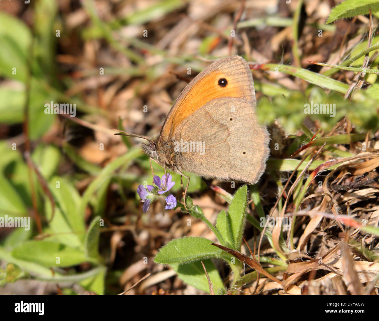 Close up of a Meadow Brown (Maniola jurtina) butterfly posing on a small purple flower Stock Photo