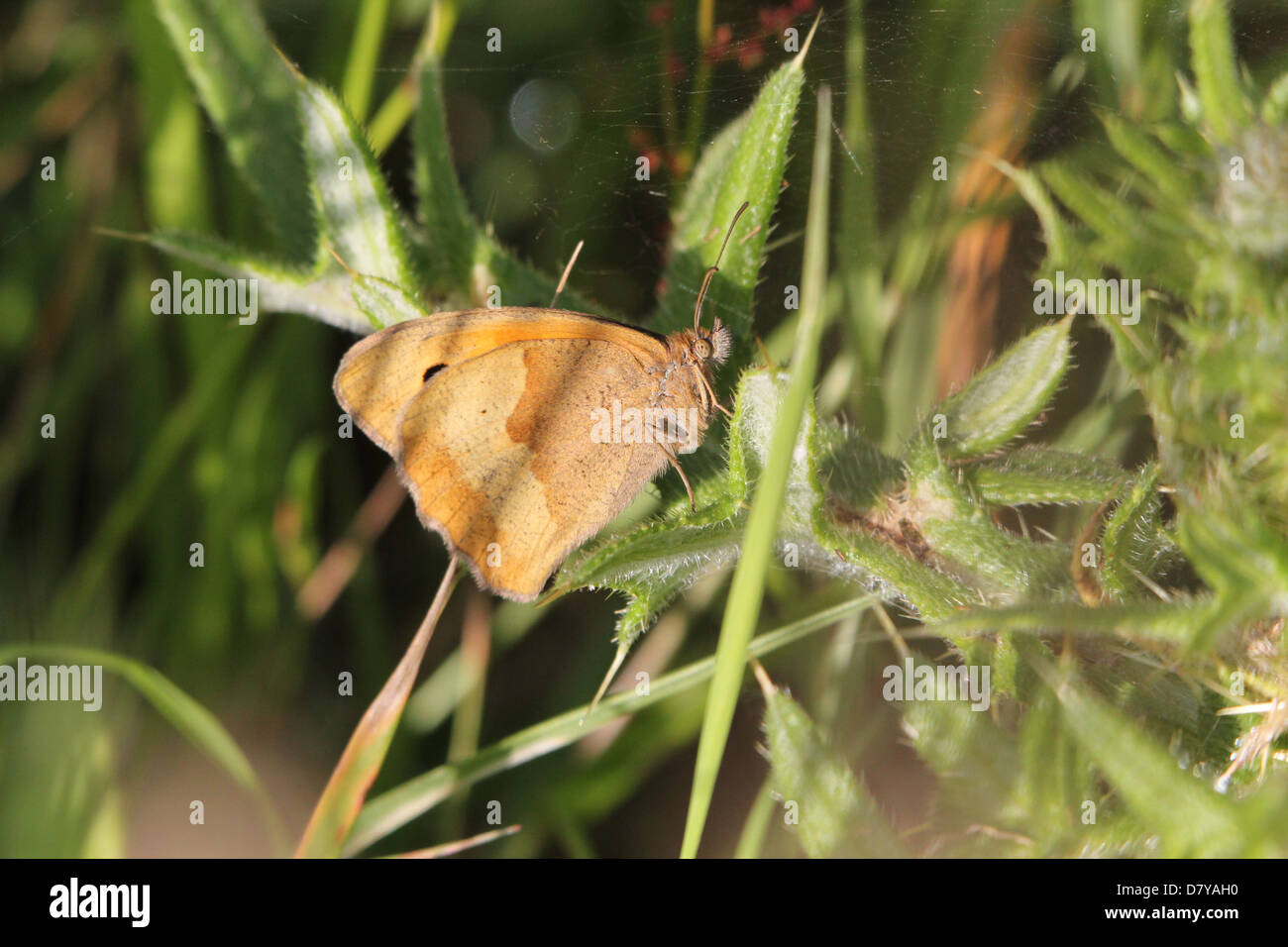 Close up of a Meadow Brown (Maniola jurtina) butterfly Stock Photo