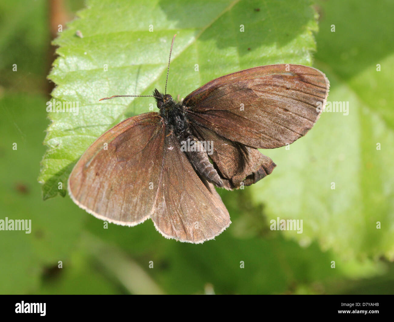 Close up of slightly damaged male Meadow Brown (Maniola jurtina) butterfly posing on a leaf Stock Photo