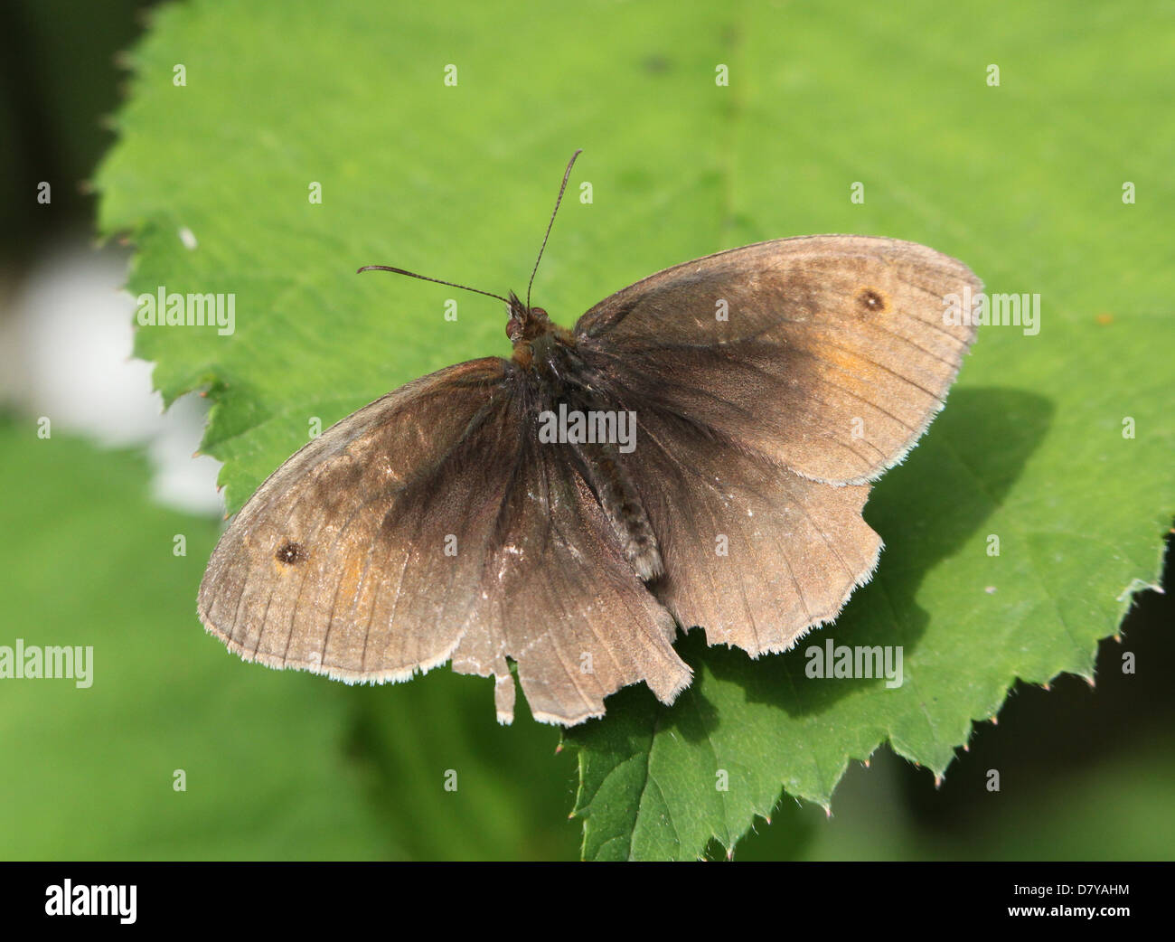 Close up of slightly damaged male Meadow Brown (Maniola jurtina) butterfly posing on a leaf Stock Photo