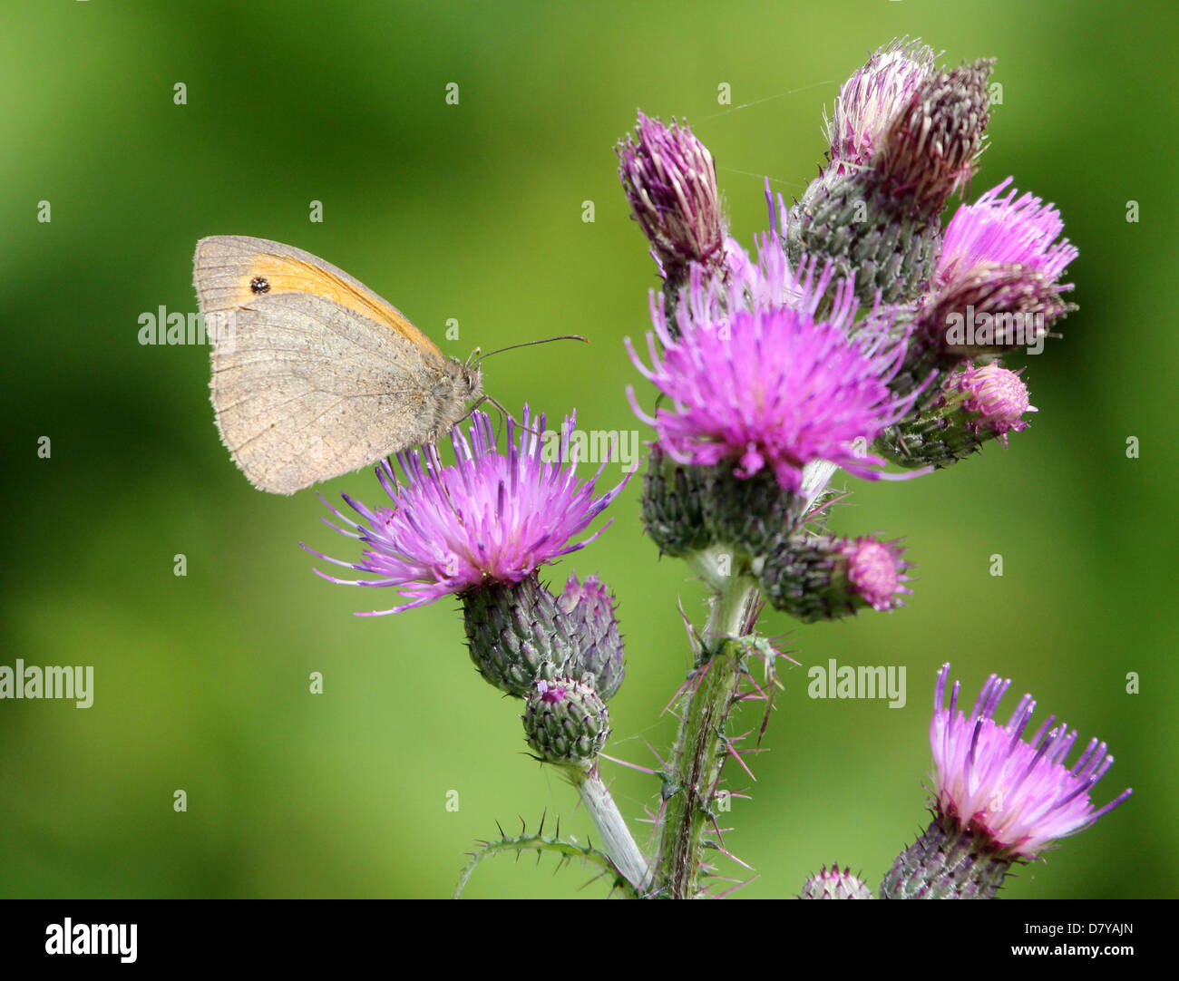Close up of a Meadow Brown (Maniola jurtina) butterfly posing on a purple thistle flower Stock Photo