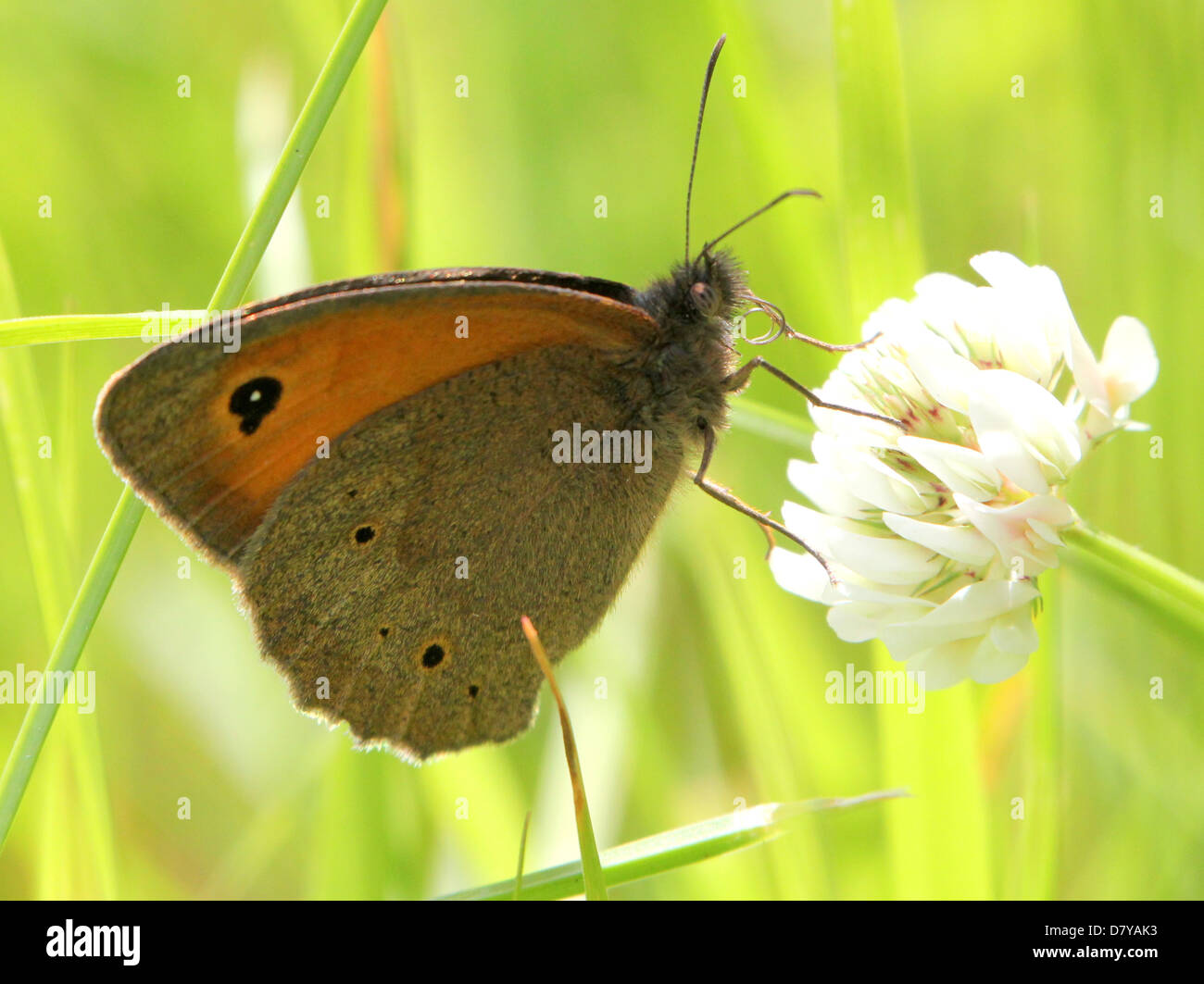Close up of a Meadow Brown (Maniola jurtina) butterfly posing on a flower Stock Photo