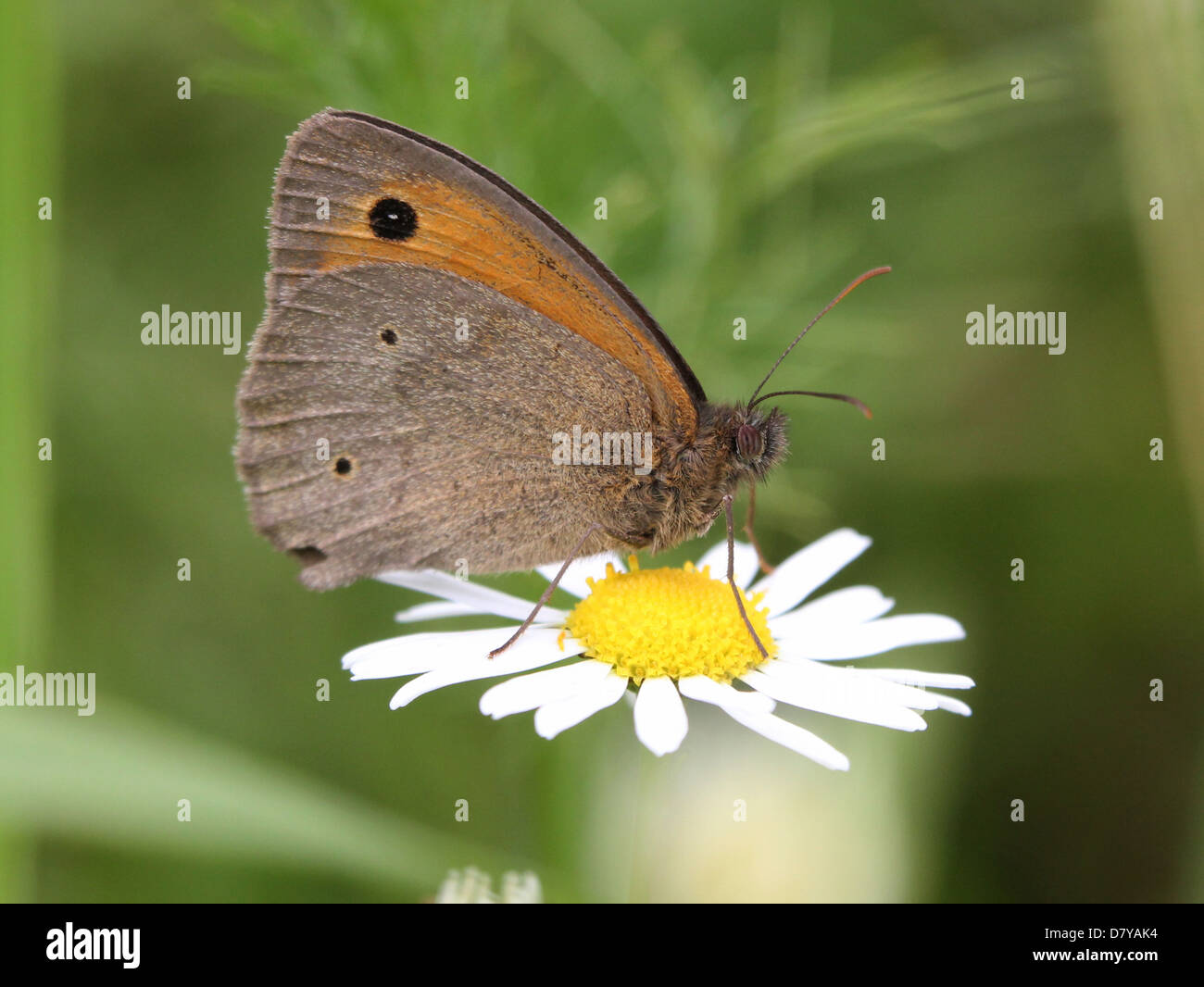Close up of a Meadow Brown (Maniola jurtina) butterfly posing on a flower Stock Photo