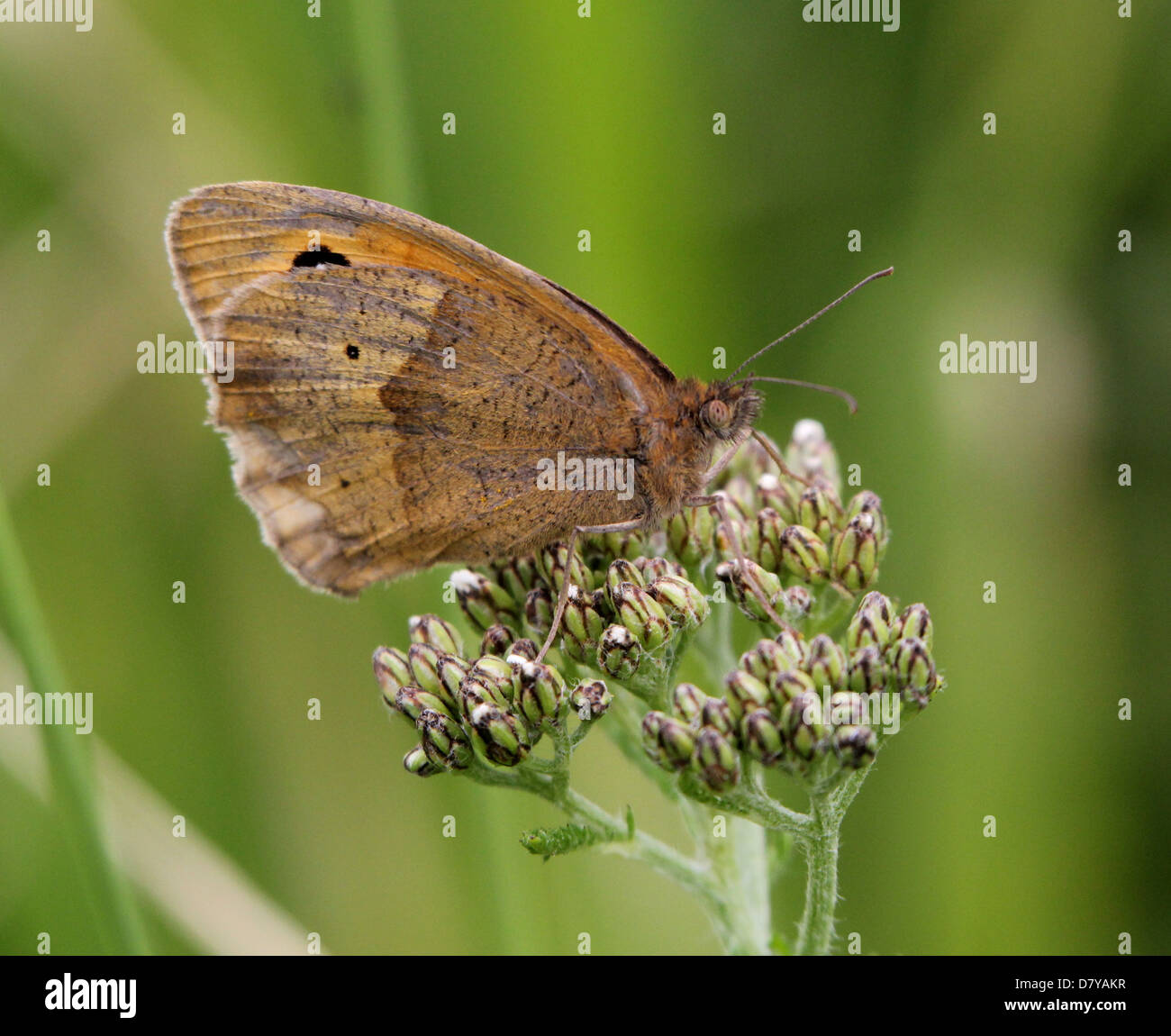 Close up of a Meadow Brown (Maniola jurtina) butterfly posing on a flower Stock Photo