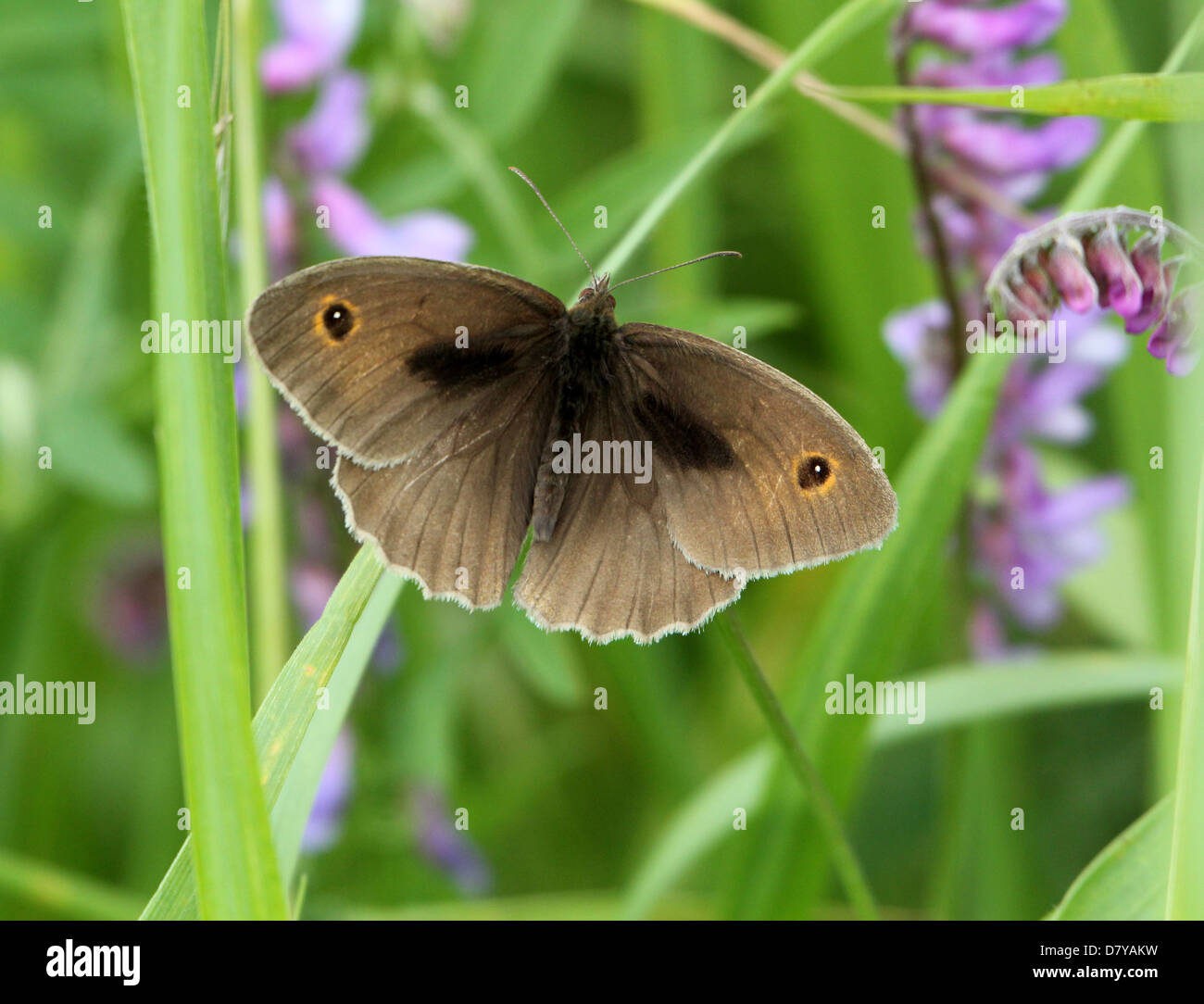 Close up of a male Meadow Brown (Maniola jurtina) butterfly posing on a flower Stock Photo