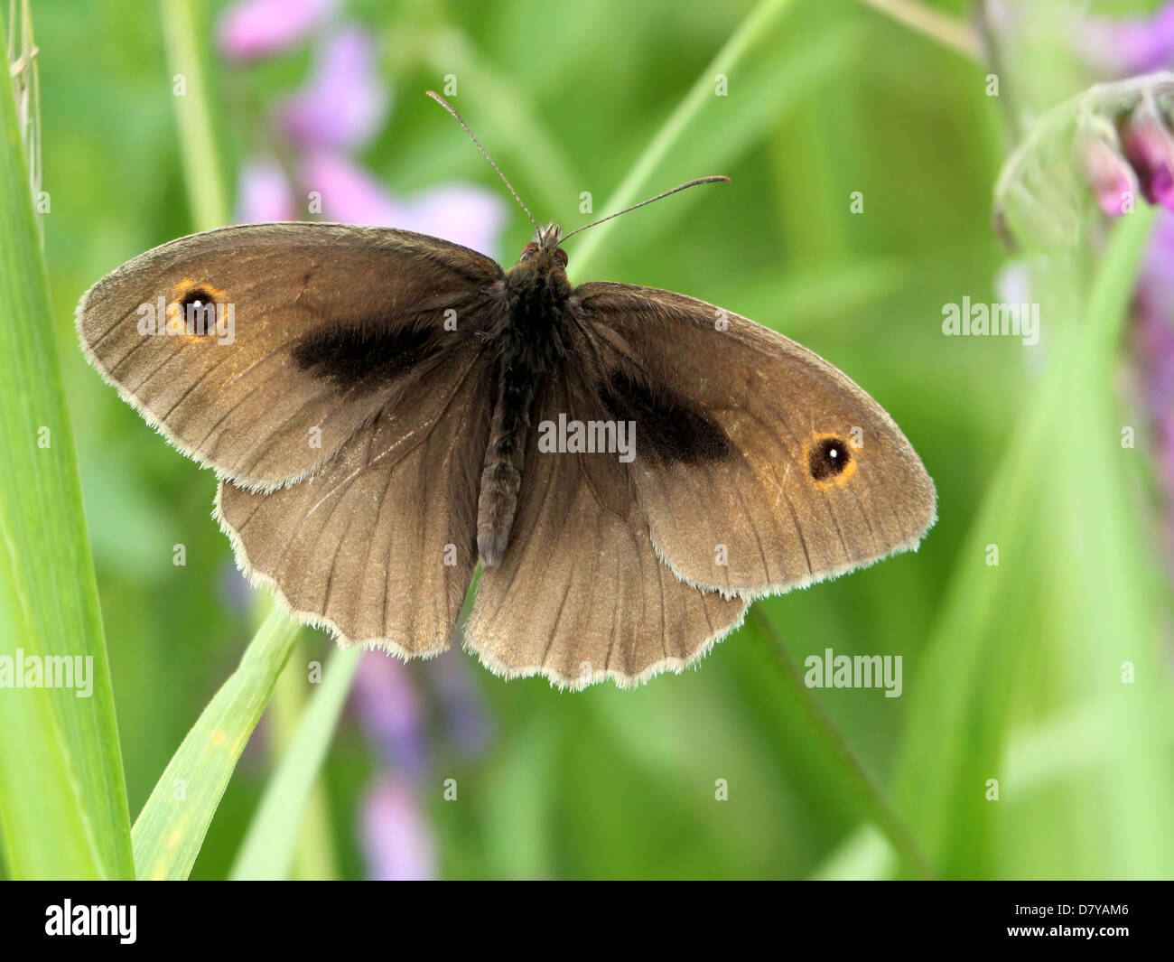 Close up of a male Meadow Brown (Maniola jurtina) butterfly posing on a flower Stock Photo