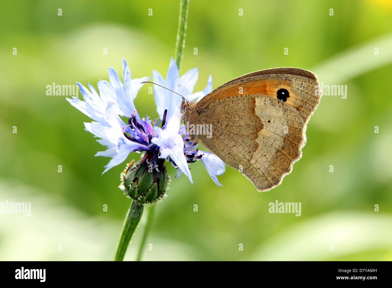 Close up of a Meadow Brown (Maniola jurtina) butterfly posing on a corn flower (Centaurea cyanus) Stock Photo