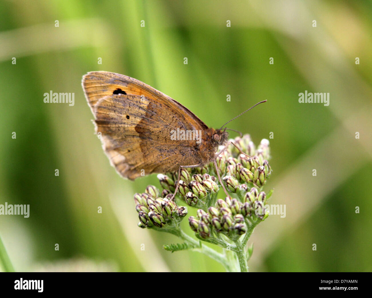Close up of a Meadow Brown (Maniola jurtina) butterfly posing on a flower Stock Photo