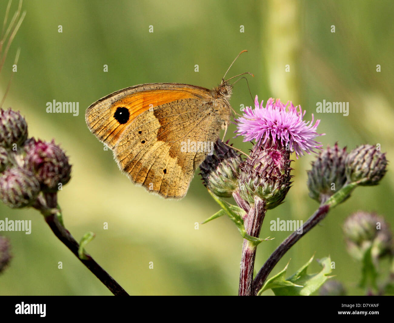 Close up of a female Meadow Brown (Maniola jurtina) butterfly posing on a purple thistle flower Stock Photo