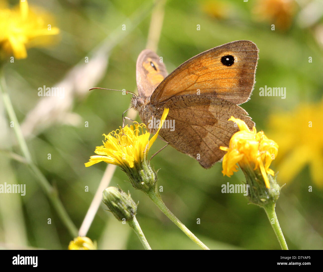 Close up of a Meadow Brown (Maniola jurtina) butterfly posing on a flower Stock Photo