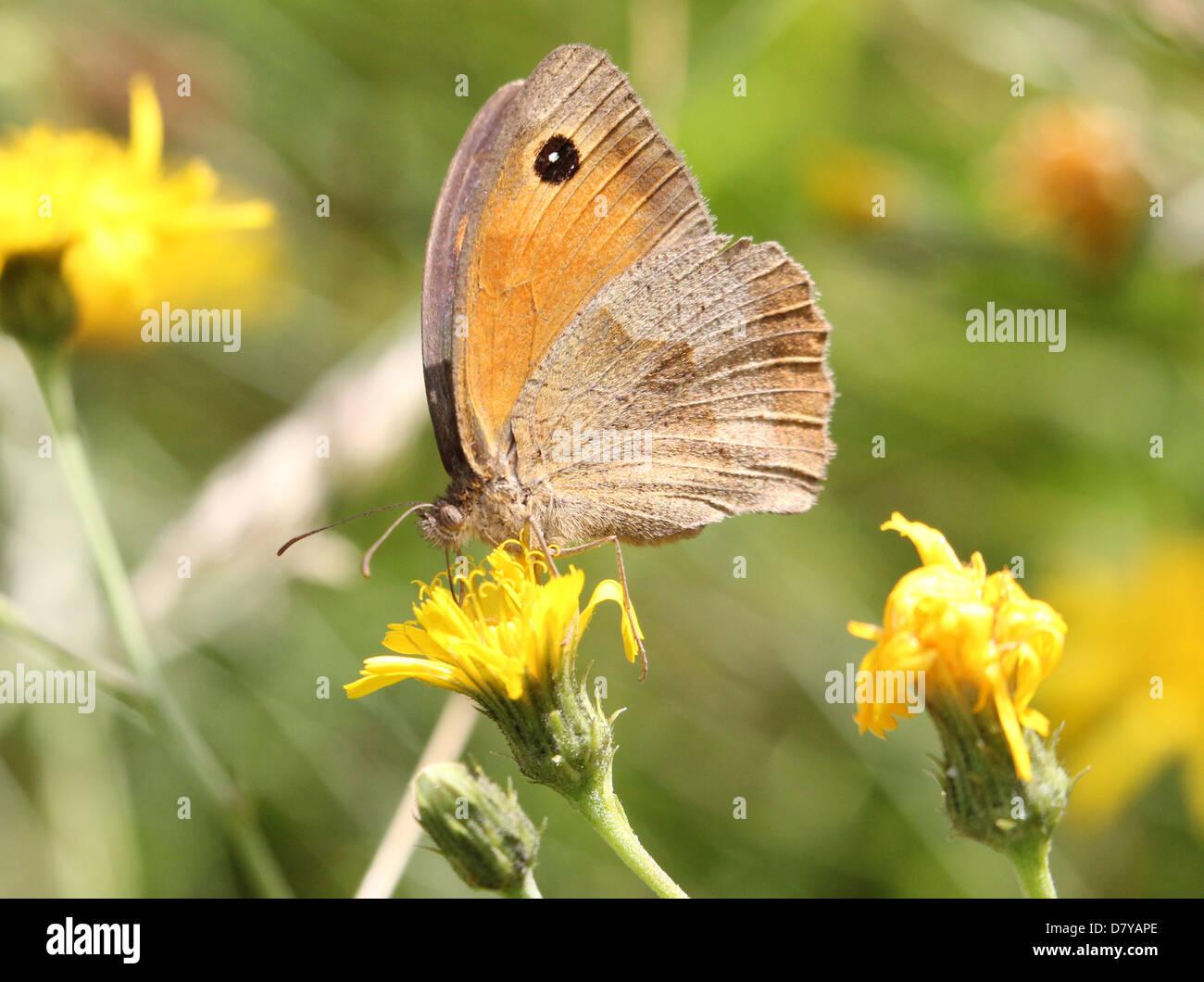 Close up of a Meadow Brown (Maniola jurtina) butterfly posing on a flower Stock Photo