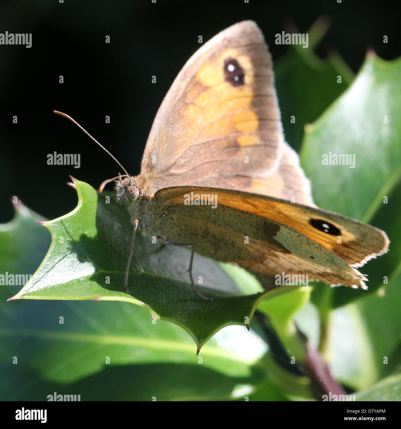 Close up of a female Meadow Brown (Maniola jurtina) butterfly posing with open wings on a leaf Stock Photo