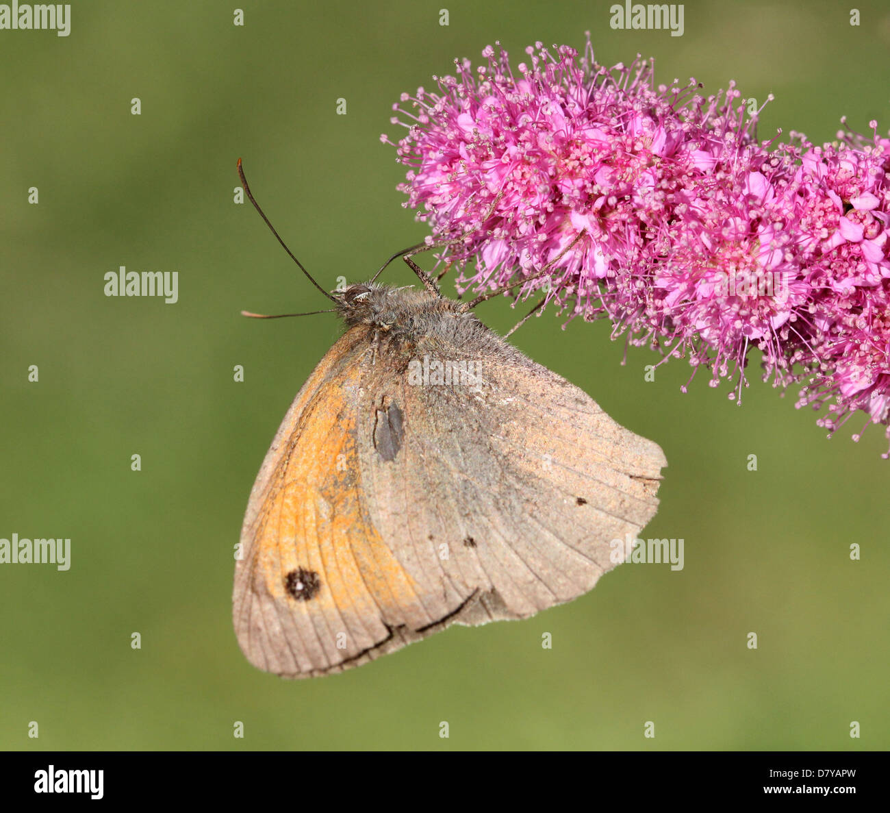 Close up of a Meadow Brown (Maniola jurtina) butterfly posing on a flower Stock Photo