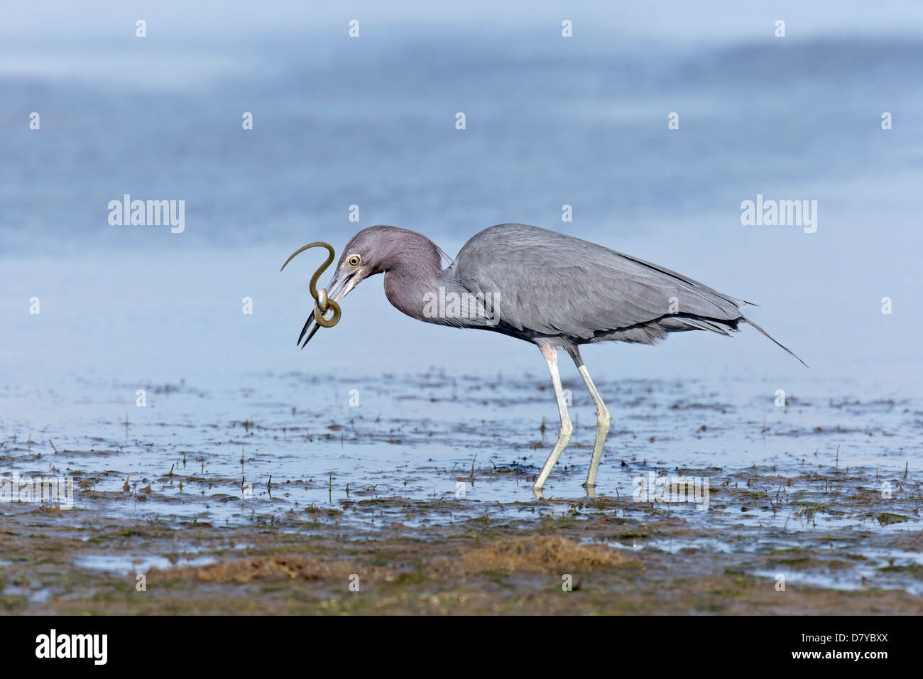 Little Blue Heron catching a snake eel Stock Photo