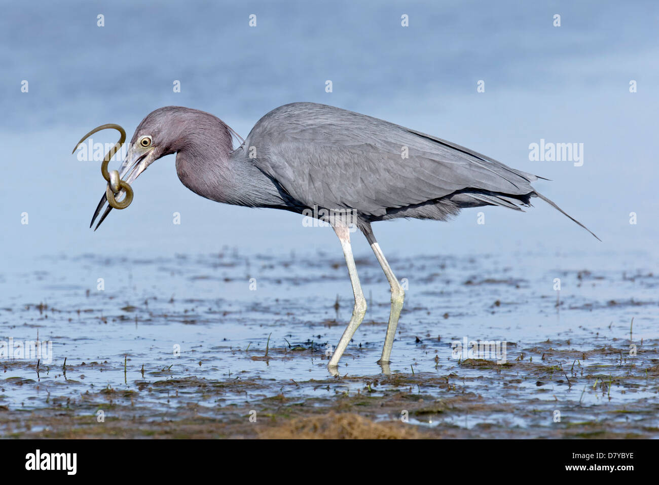 Little Blue Heron catching a snake eel Stock Photo