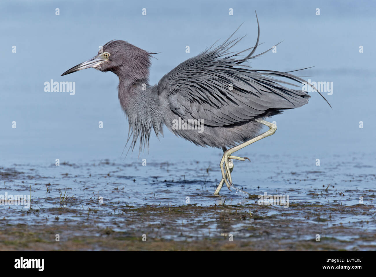 Little Blue Heron ruffling feathers after fishing Stock Photo