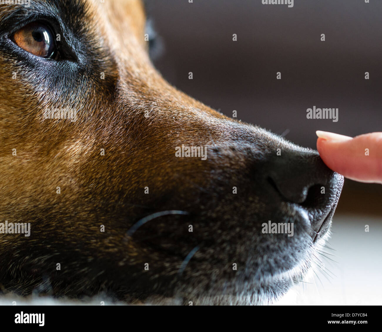 Faithful, loving trust from a dog to its owner Stock Photo