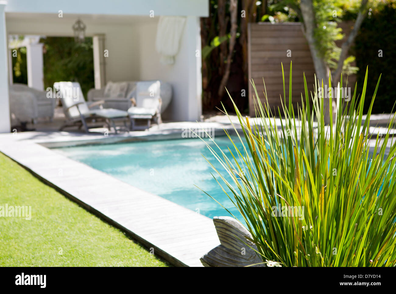 Plant and swimming pool in backyard Stock Photo