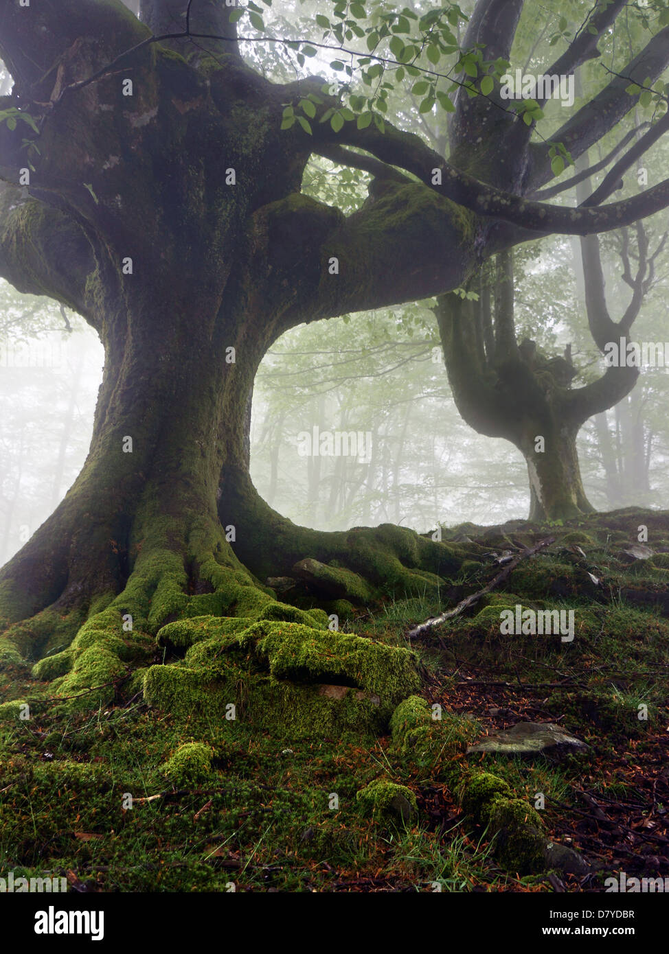 mysterious and twisted trees in fog with green roots Stock Photo - Alamy