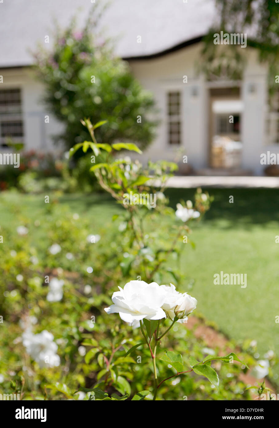 Close up of white flowers in backyard Stock Photo
