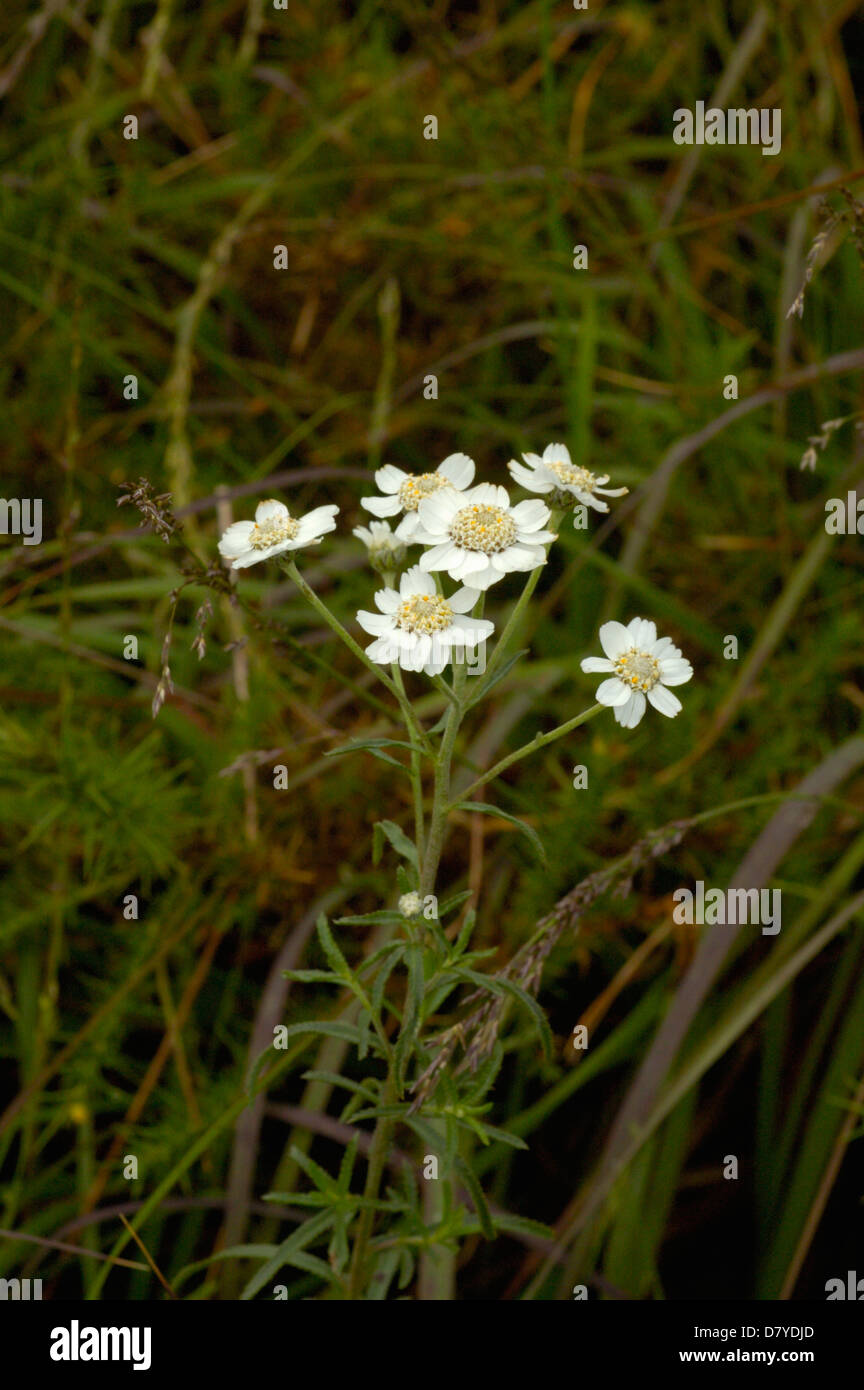 Sneezewort (Achillea ptarmica : Asteraceae), UK. Yields an essential oil that is used medicinally. Stock Photo