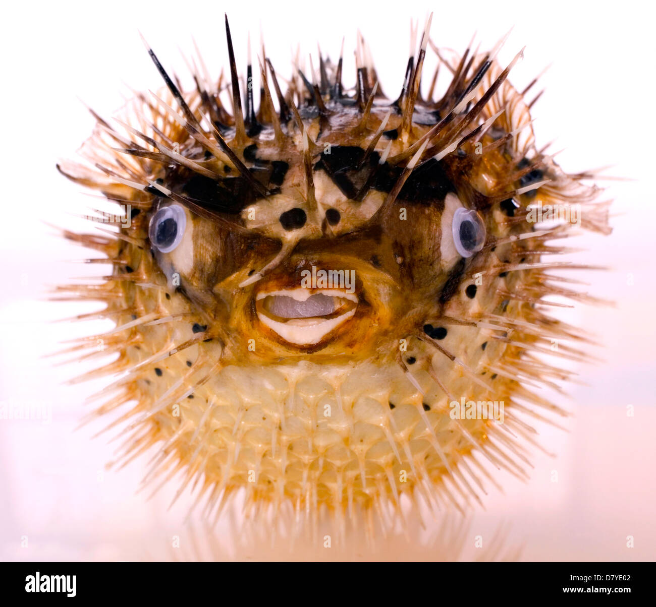 The Spiny Puffer Fish with its' anti-predatory defense mechanism of sharp spines. Stock Photo