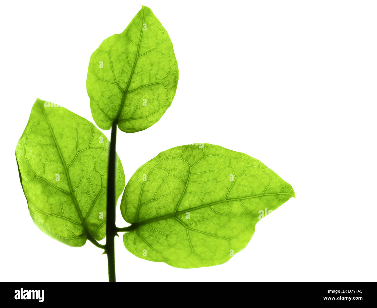 Macro photo of three green leaves on branch isolated on white Stock Photo